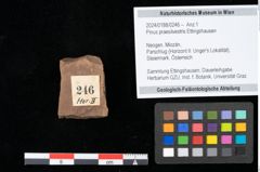 Foto (Objekt + Etikett) von Pinus praesilvestris Ettingshausen (NHMW-GEO-2024-0188-0246)